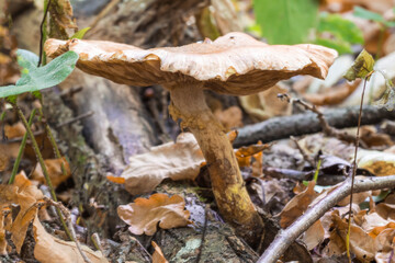 an old large mushroom growing in the forest