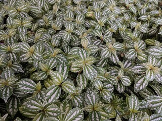 Fototapeta premium Close up of Aluminum plants (Pilea cadierei)