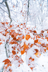 HAYA - BEECH (Fagus sylvatica), Snowy forest in autumn, Sierra Cebollera Natural Park, La Rioja, Spain, Europe