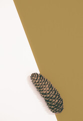 Minimal autumn composition. .Spruce cone. Still life. Fall winter concept.  Fall winter white space