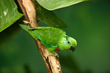 Salvadori's fig parrot, Psittaculirostris salvadorii. Parrot native northern part of the Papua province in Indonesia. Green parrot, male with red breast in rain forest environment.