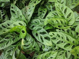 Close up of Swiss Cheese Vine leaves with holes (Monstera Obliqua)