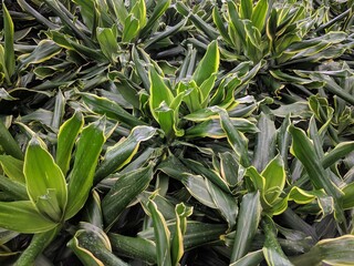 Glossy bright yellow green leaves of corn plants (Dracaena fragrans)