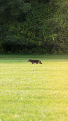 Coyote running in a field in the cuyahoga valley national park