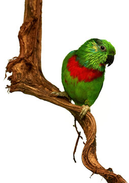 Isolated on white background, Salvadori's fig parrot, Psittaculirostris salvadorii salvadorii. Papua province in Indonesia. Green parrot, male with orange breast and yellow feathers around eyes.