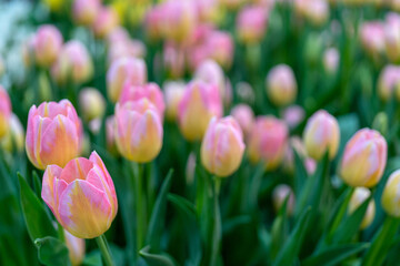 Beautiful pink tulips. Natural flower background. Decorative flowers. Selective focus.