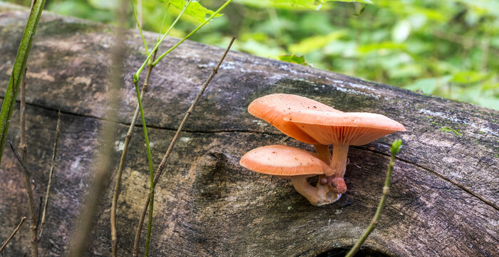 A group of orange mushrooms on the trunk of a fallen tree in a wild forest,Rhodotus palmatus