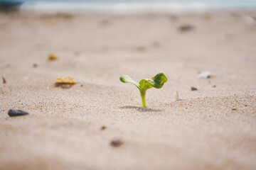 Little green sprout growing in the beach