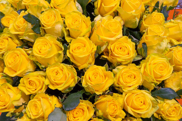 Beautiful yellow roses. Natural flower background. Texture of delicate petals.