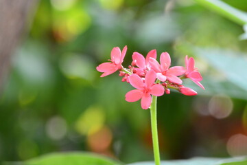 Pink flower in the garden