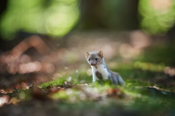 Close up, Stone Marten, Martes foina, juvenile tiny predator of spruce forest, climbing at old...