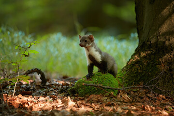 Close up, Stone Marten, Martes foina, juvenile tiny predator of spruce forest, climbing at old tree. Animal in captivity. Close up photo, blurred nature background. European forest, Czech republic.
