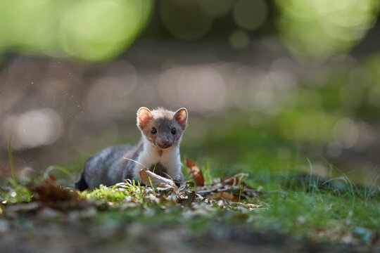 Close up, Stone Marten, Martes foina, juvenile tiny predator of spruce forest, climbing at old tree. Animal in captivity. Close up photo, blurred nature background. European forest, Czech republic.