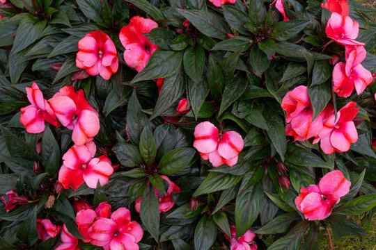 Pink decorative flowers. Natural background of pink  flowers and green leaves.