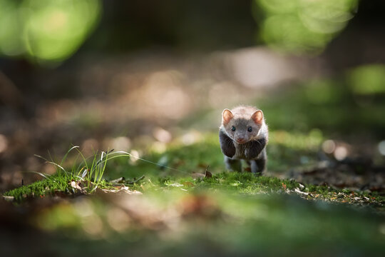 Juvenile Stone Marten, Martes foina running on mossy ground directly at camera. Low angle photo, blurred green background. European forest,  Czech republic.