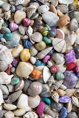 Multicolored dry seashells of different species mixed together, vertical format macro image.