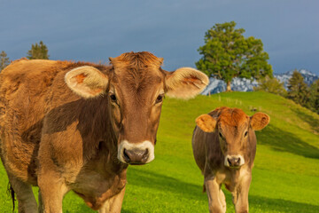 Allgäu - Kühe - Kälber - Schumpen 