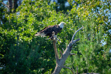 bald eagle in tree