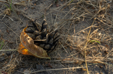 A pine cone lies on the asphalt on dry grass with a leaf on which the sun is shining.