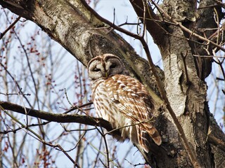 Barred Owl