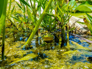 Hiding frog