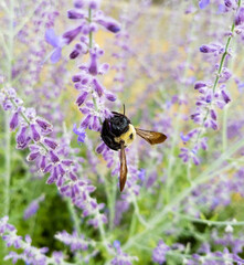 bee on lavender