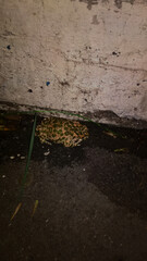 Frog under the rock