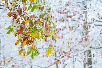 OAK - ROBLE, Snowy forest in autumn, Sierra Cebollera Natural Park, La Rioja, Spain, Europe