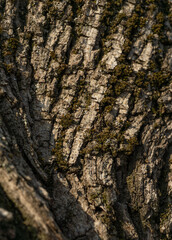 Old tree with old bark covered with green moss.