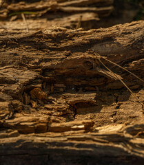 An old rotten, dry, broken-off branch of a tree.