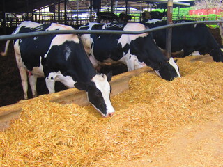 cows in a field