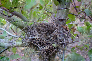 small bird's nest from straw