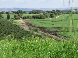 rice fields