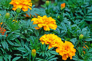 green leaves and orange flowers of marigolds blooming outdoors