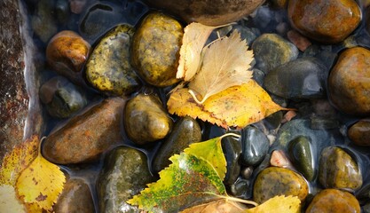 Yellow birch leaves on the background of colorful river stones. Autumn, abstract composition.