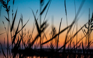 Grass in silhouette on a warm orange sunset by the ocean.