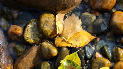 Yellow birch leaves on the background of colorful river stones. Autumn, abstract composition.