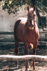Red thoroughbred horse with a light mane. A beautiful thoroughbred brown horse stands behind a wooden fence in a paddock. Horse farm.