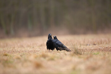 Common raven on the field. A flock of ravens on the ground. European wild nature. Winter in the animal kingdom