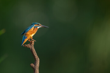  Eisvogel alcedo atthis kingfisher 