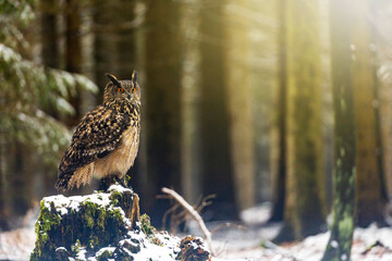 Brown owl is posing on the old stump in the snowy forest. Horizontally. 