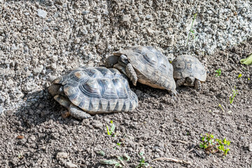 Turtle Testudo Marginata european landturtle family three turtles different size baby parents lined up closeup wildlife