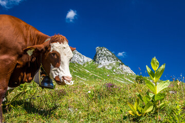 Vache des Bauges