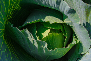 harvesting cabbage. Fresh cabbage from farm field. View of green cabbages plants. Vegetarian food...