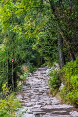 Footpath in coniferous forest, High Tatras mountains, Slovakia