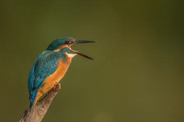  Eisvogel alcedo atthis kingfisher 