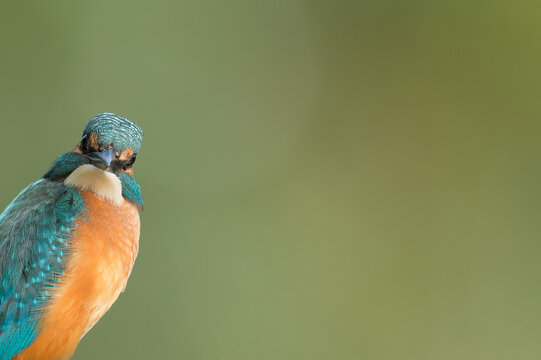  Eisvogel Alcedo Atthis Kingfisher 