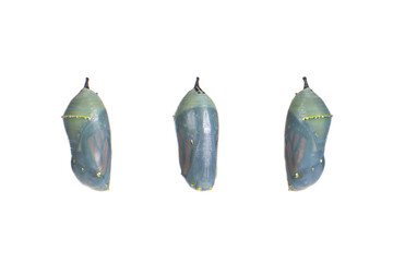 Close up of a monarch butterfly chrysalis one day before emerging as the chrysalis becomes transparent, butterfly begins to be visible inside. isolated on white. Three views front and sides. © sheilaf2002