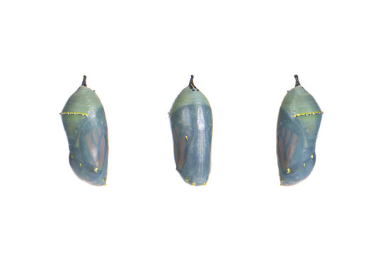 Close up of a monarch butterfly chrysalis one day before emerging as the chrysalis becomes transparent, butterfly begins to be visible inside. isolated on white. Three views front and sides.