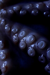 octopus tentacle suckers dark blue
